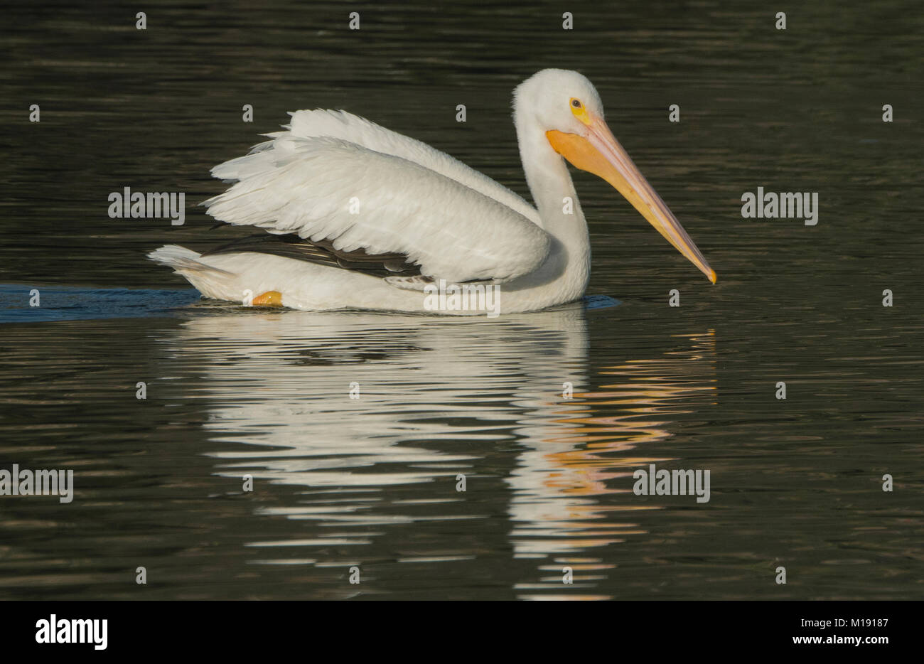 American White Pelican (Pelecanus erythrorhynchos) Kalifornien Stockfoto