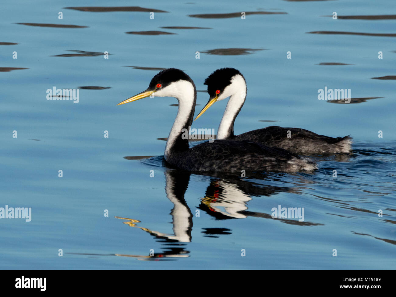 Western Grebe (Aechmophorus occidentalis), Lake Hodges, San Diego, Kalifornien Stockfoto