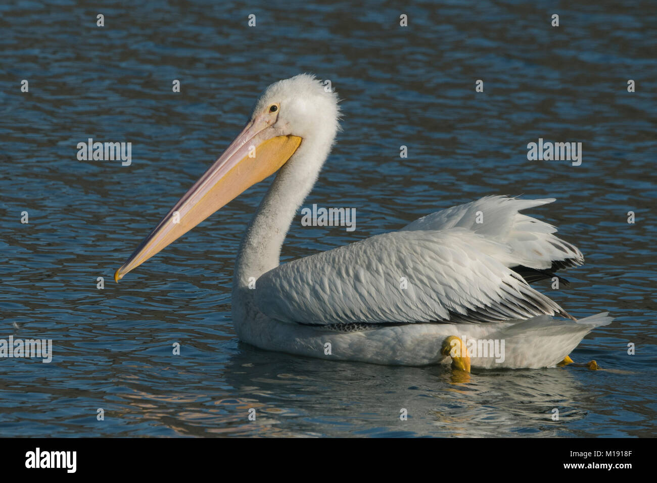 American White Pelican (Pelecanus erythrorhynchos) Kalifornien Stockfoto