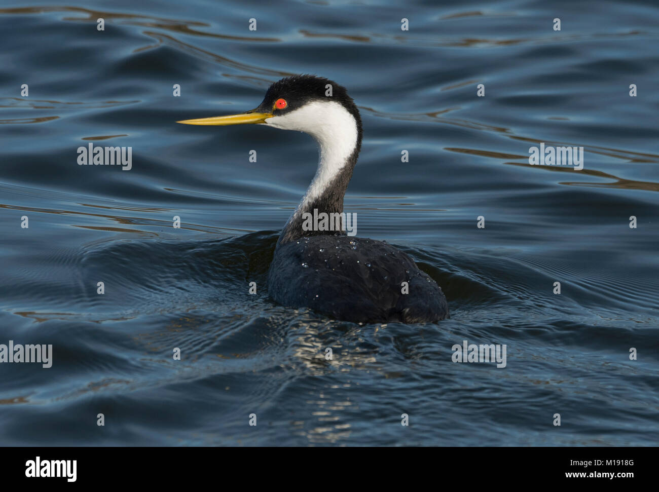 Western Grebe (Aechmophorus occidentalis), Lake Hodges, San Diego, Kalifornien Stockfoto