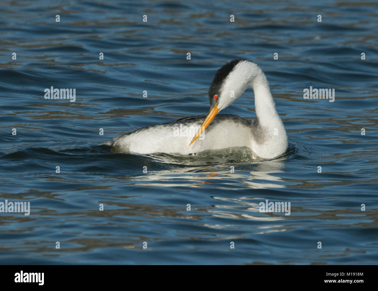 Western Grebe (Aechmophorus occidentalis) Putzen, Kalifornien Stockfoto