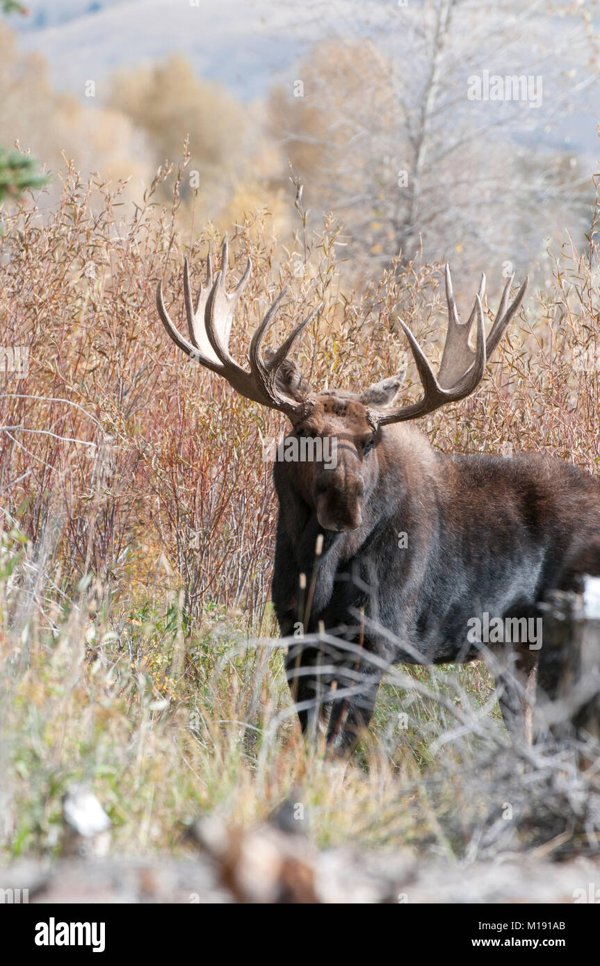 Trophy stier Elch (Alces alces) im Grand Teton National Park, Wyoming Stockfoto