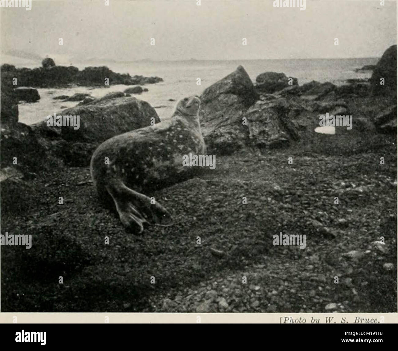 "Bericht über die wissenschaftlichen Ergebnisse der Reise der S.Y. Die cotia' in den Jahren 1902, 1903 und 1904, unter der Führung von William S. Bruce' (1908) Stockfoto