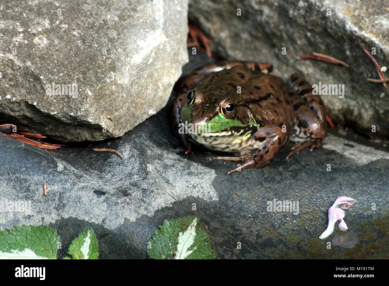 Ein grüner Frosch Augen der Fotograf misstrauisch. Der Frosch Musen - wenn Sie versucht zu pet-mich wieder - ich würde besser bereit sein zu springen. Stockfoto