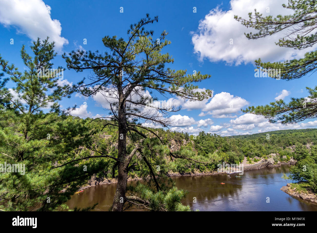 Im Wald in Wisconsin fotografiert. Stockfoto