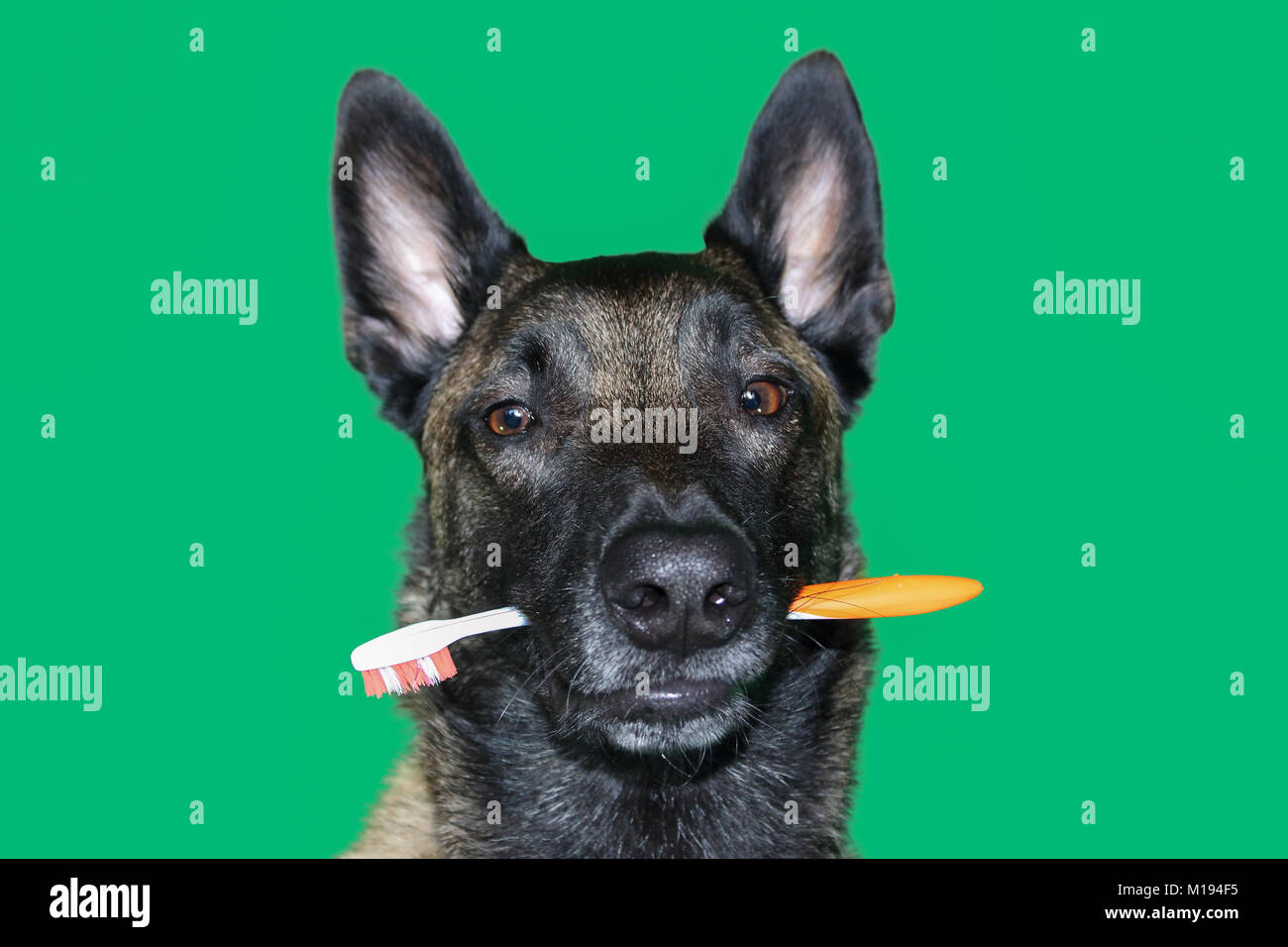 Ein Porträt der Belgische Malinois Schäferhund mit einer Zahnbürste zwischen den Zähnen für Hygiene und Zahnpflege des Hundes auf grünem Hintergrund Stockfoto