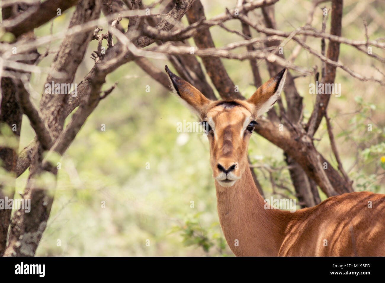 Junge weibliche schwarz-faced Impala (Aepyceros melampus) in den Wilden mit riesigen Augen geradeaus starrte auf Kamera Stockfoto