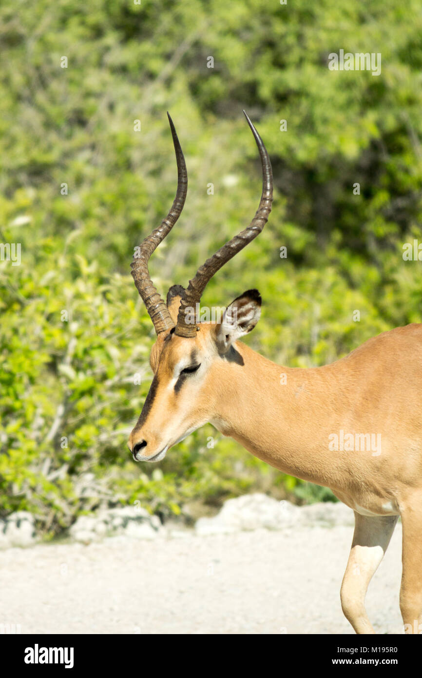Männliche Impala im Profil Stockfoto