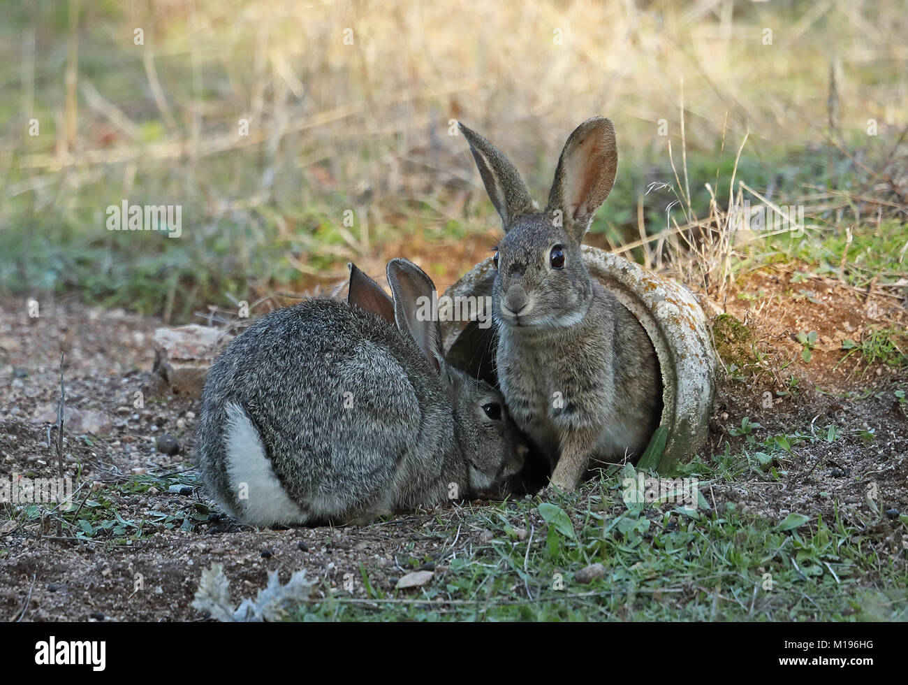 Europäische Kaninchen (Oryctolagus cuniculus algirus) Paar am Eingang des künstlichen Fuchsbau, erstellt für den Iberischen Luchs recovery Programm Parque Natural Sierra Stockfoto