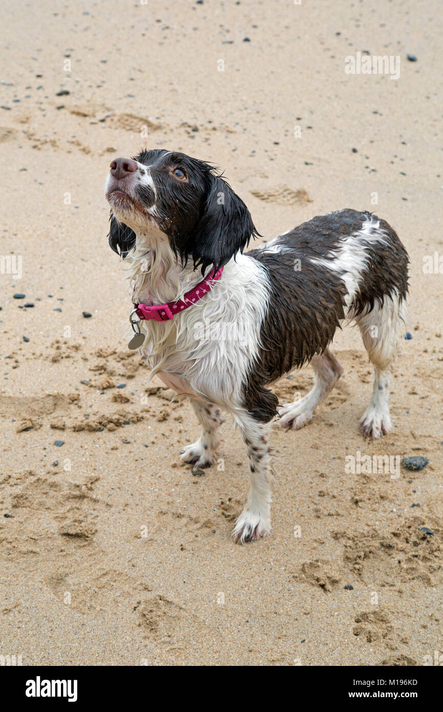 Ein Springer Spaniel spielt auf einem Sandstrand Stockfoto