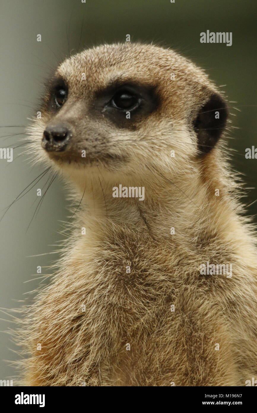 Erdmännchen im zoo Stockfoto