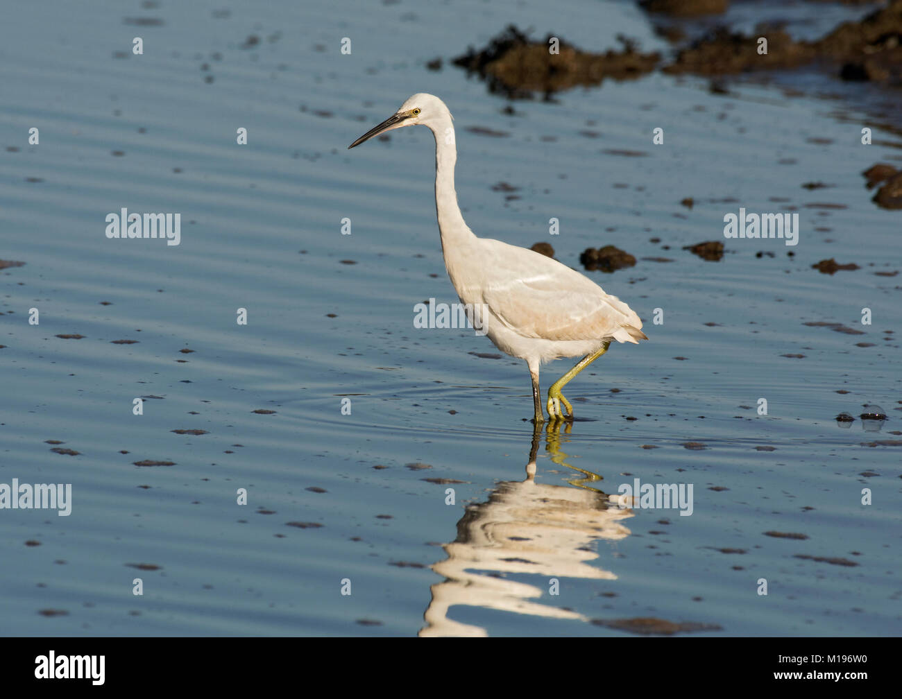 Seidenreiher, Egretta garzetta, waten im seichten Wasser am Rand des Morecambe Bay, Lancashire, Großbritannien Stockfoto