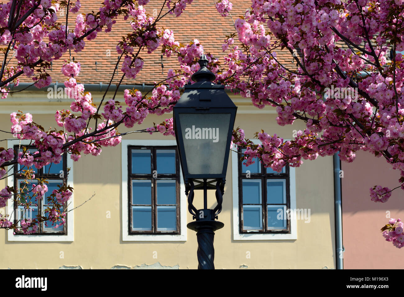 Laterne unter Kirschblüten gegen antiken Haus Wand und Fenster Stockfoto