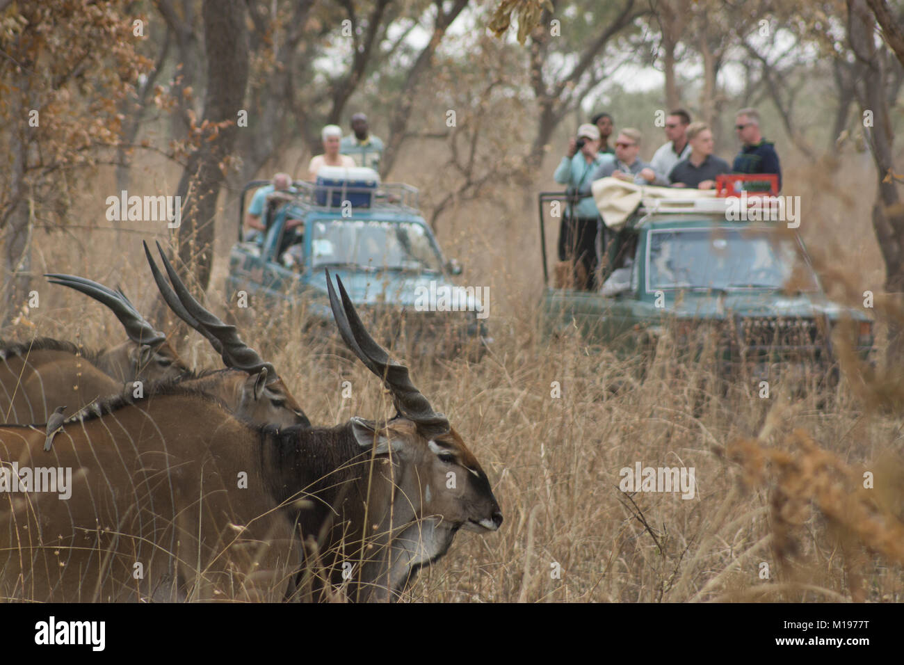 Touristen beobachten der westlichen Giant Lord Derby Eland auf Safari in Fathala, Senegal Stockfoto