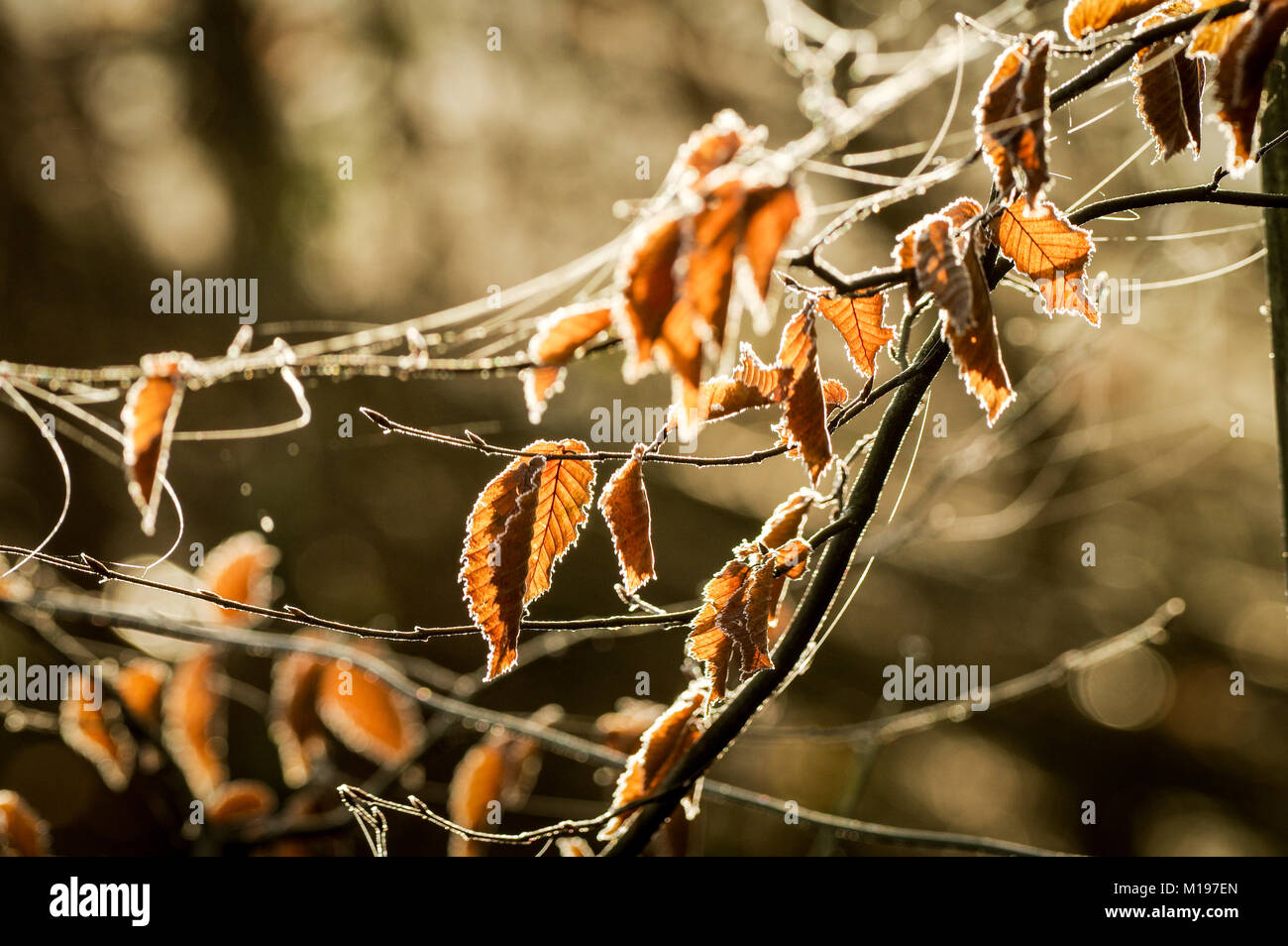 Herbstliche Reim auf Browning Blätter glitzern im sanften Morgenlicht - West Sussex, UK Stockfoto