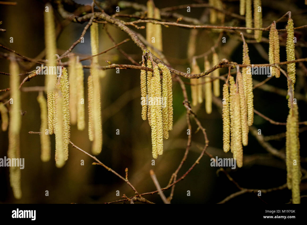 Erste Anzeichen der Feder - männliche Kätzchen auf der sonnenbeschienenen Hazel tree Stockfoto