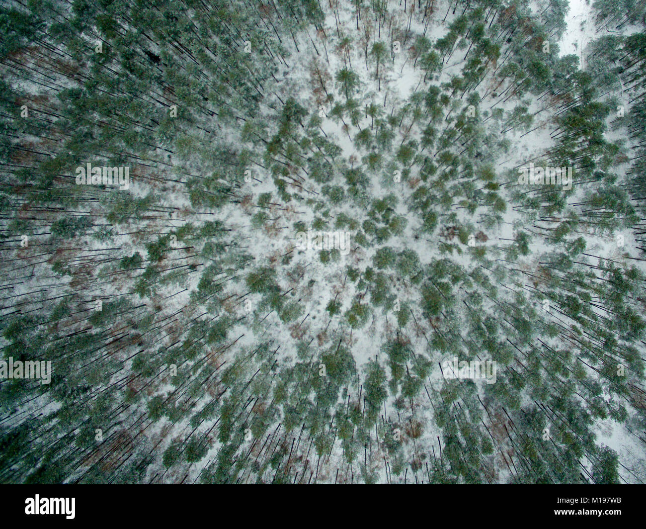 Winter Forest. Blick von oben. Das Foto wurde mit einer Drohne