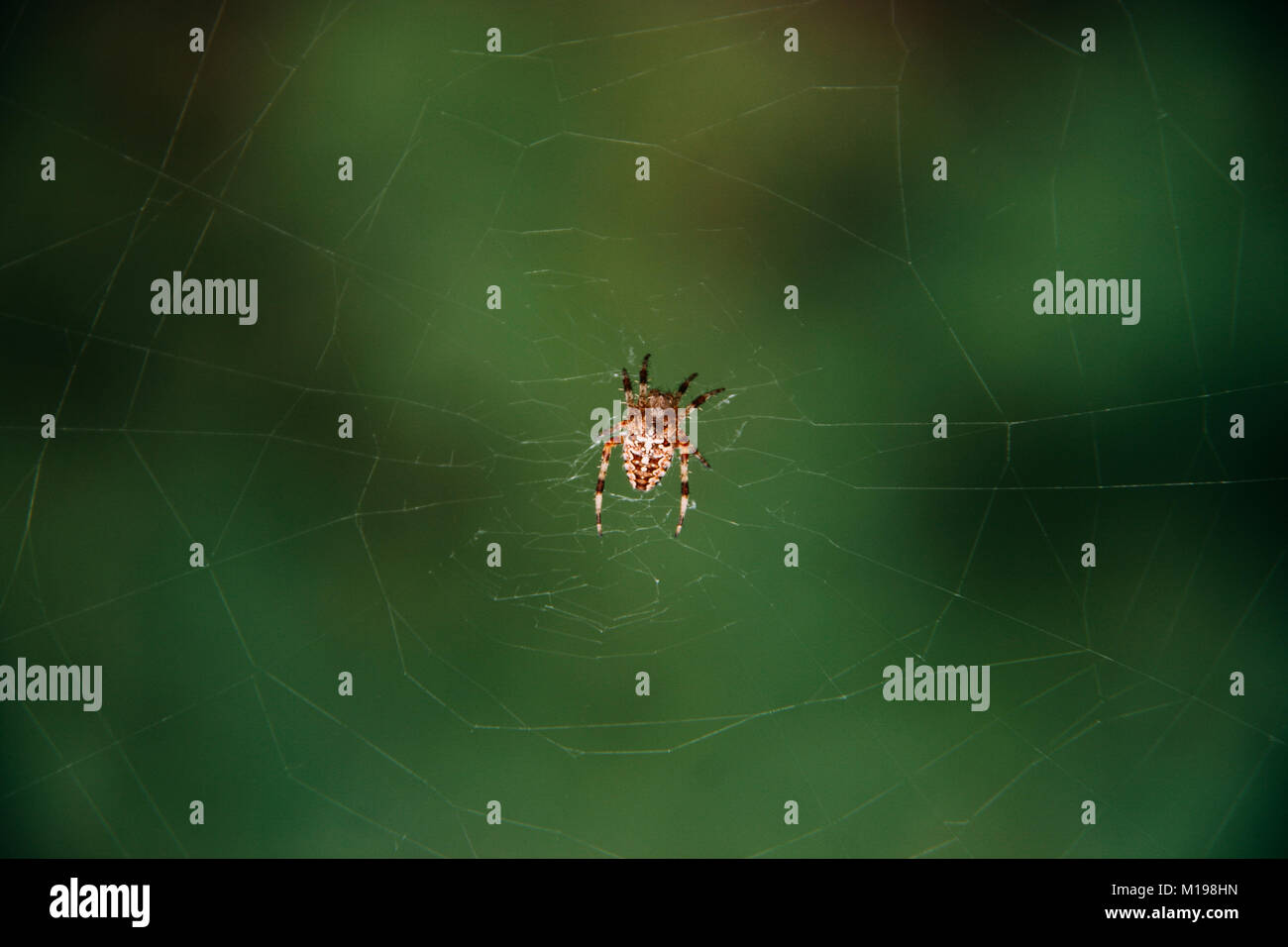 Kleine Spinne sitzt auf Web überspannt im Wald Stockfoto