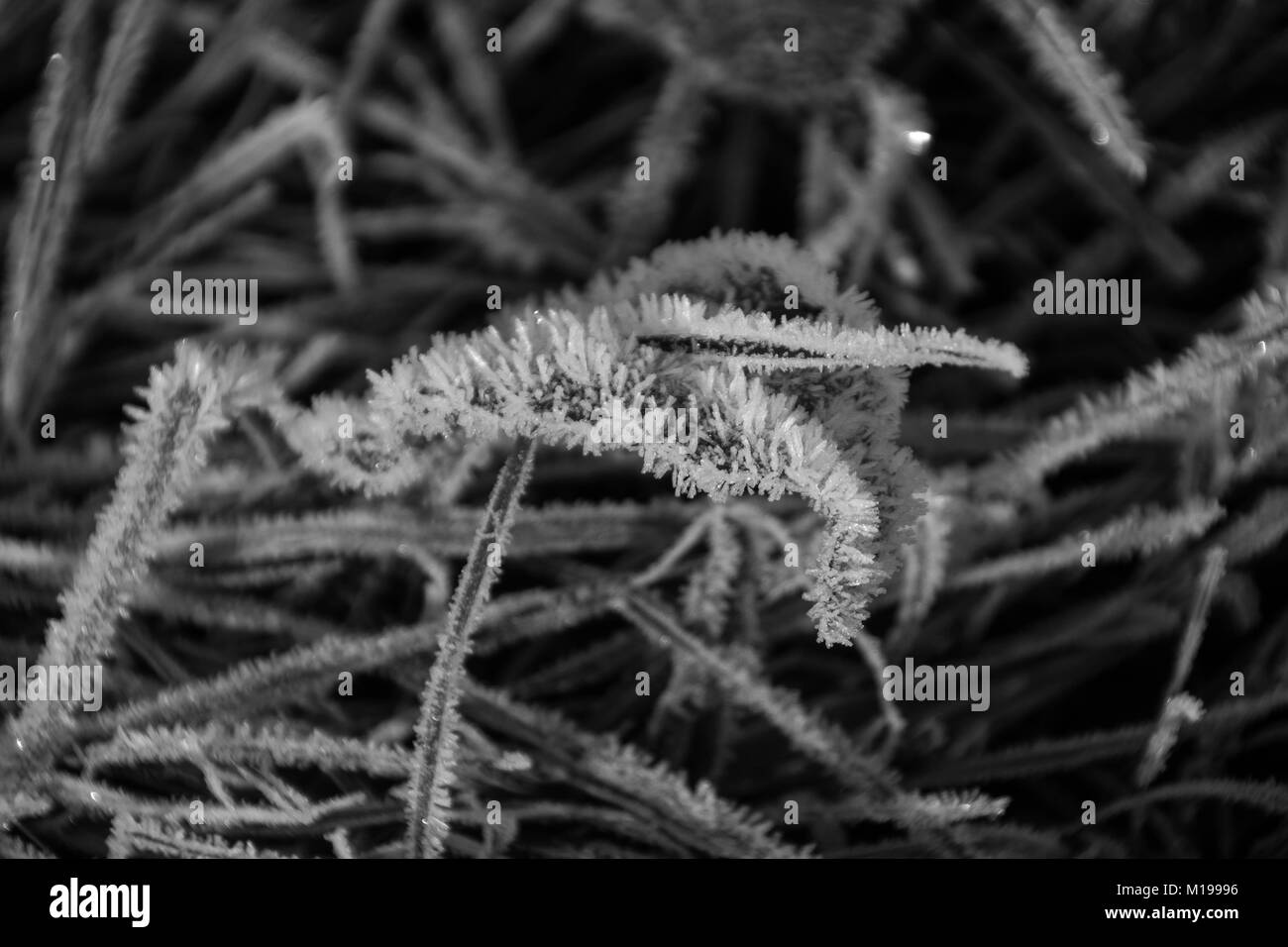 Ein frostiger Morgen in Amberley West Sussex Stockfoto