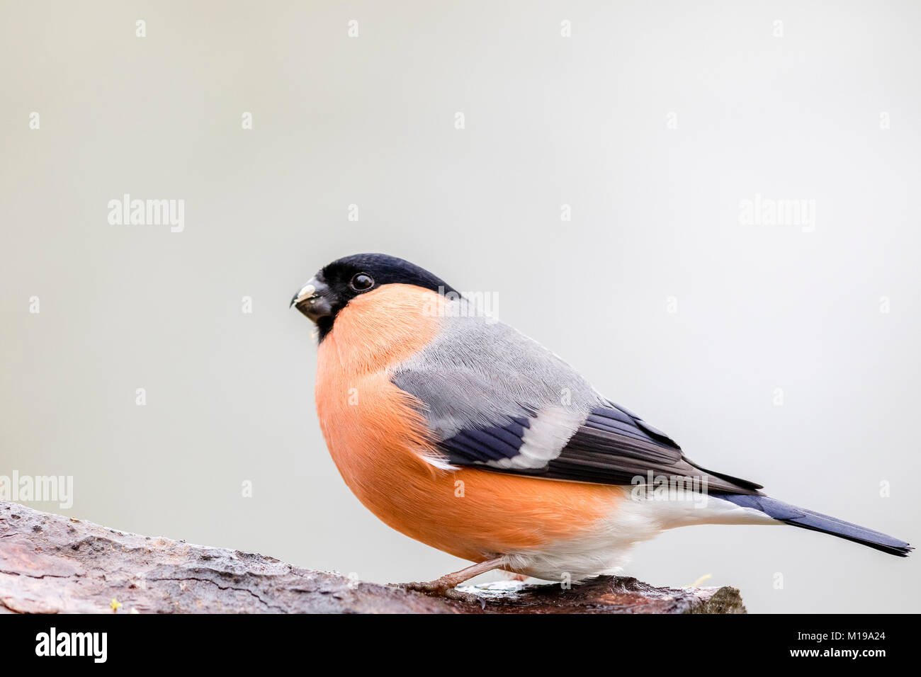 Männliche Dompfaff während der 2018 RSPB großer Garten beobachten Sie Vögel gesehen Stockfoto