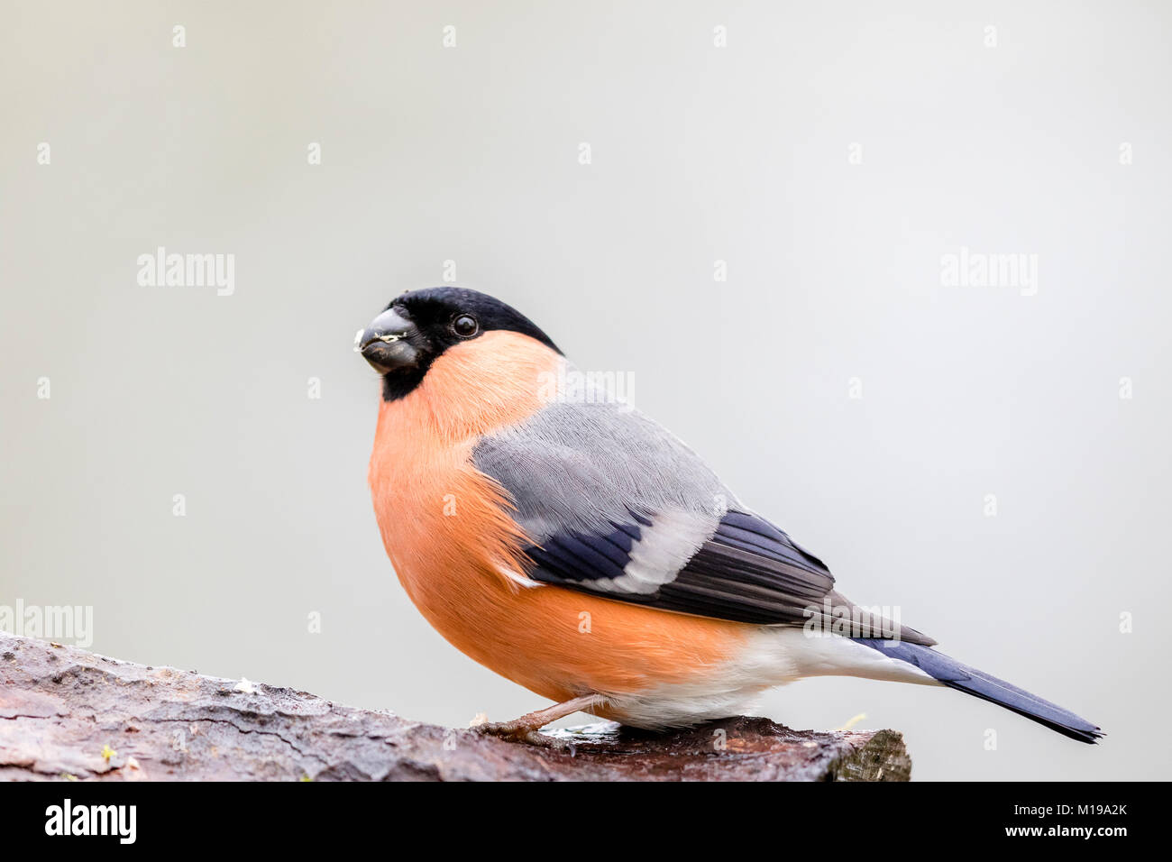 Männliche Dompfaff während der 2018 RSPB großer Garten beobachten Sie Vögel gesehen Stockfoto