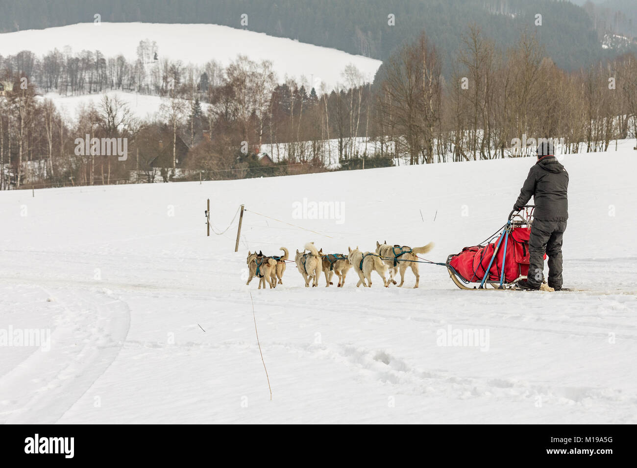 Husky der Hunde in ein Team in der Winterlandschaft. Gruppe von Husky Hunde. Eine Gruppe von Hunden für Hunde Hunderassen. Stockfoto