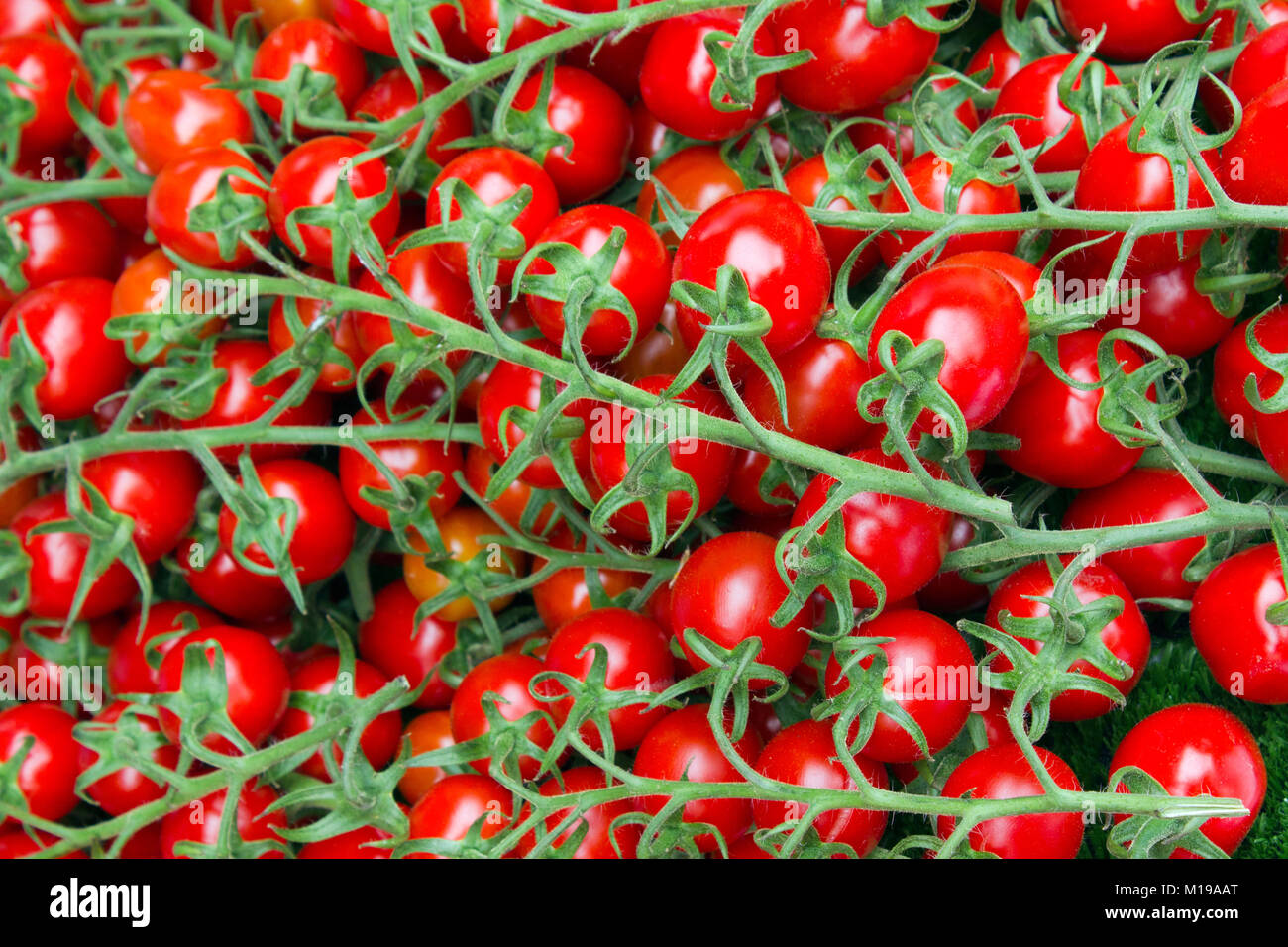 Full Frame vibrant red Cherry Tomaten auf der Rebe auf einem abschaltdruck am Borough Market, London, UK Stockfoto