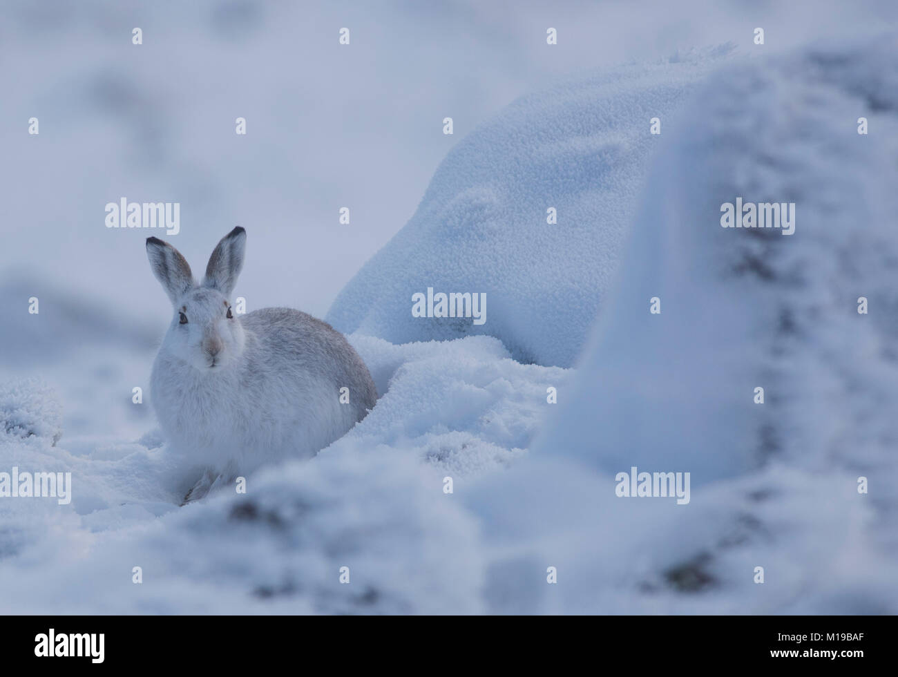 Schneehase Lepus timidus im Winter weißen Mantel im Schnee auf einer schottischen Berge. Stockfoto