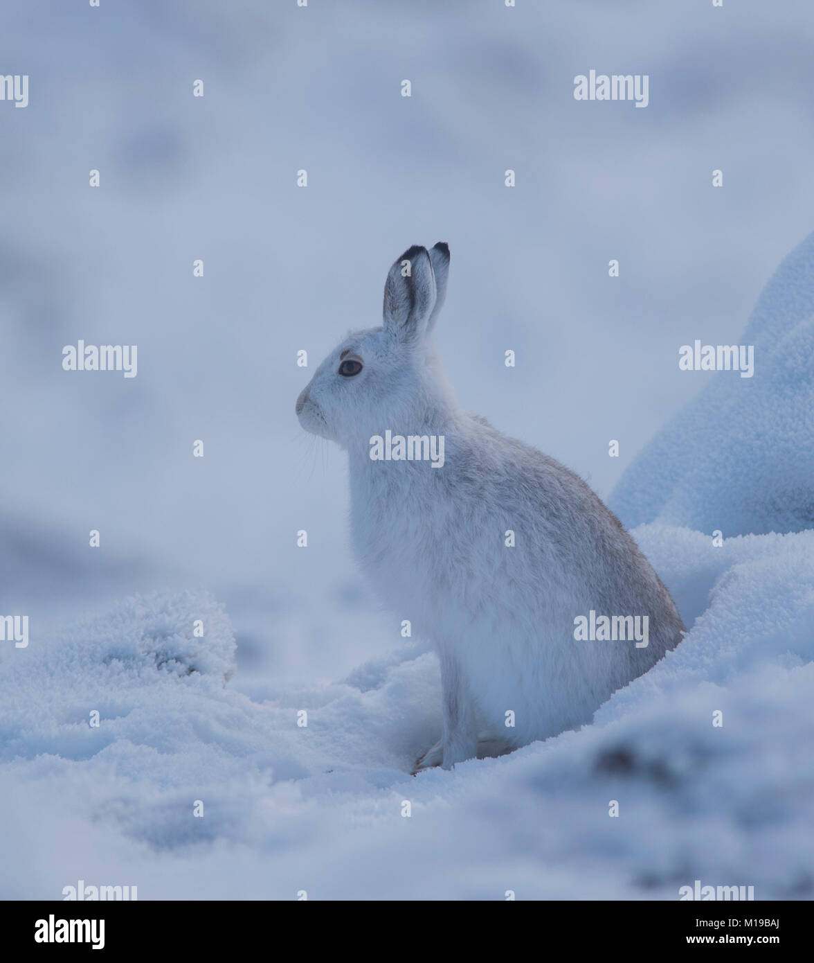Schneehase Lepus timidus im Winter weißen Mantel im Schnee auf einer schottischen Berge. Stockfoto