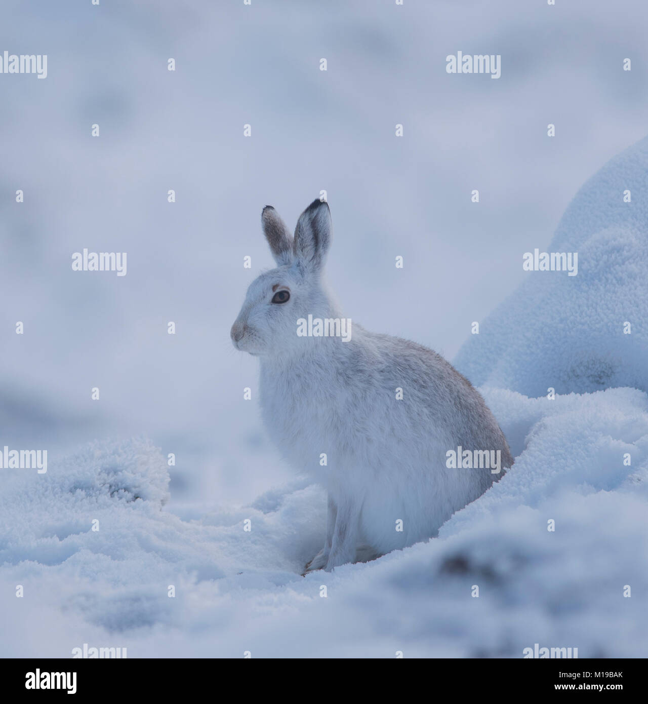 Schneehase Lepus timidus im Winter weißen Mantel im Schnee auf einer schottischen Berge. Stockfoto