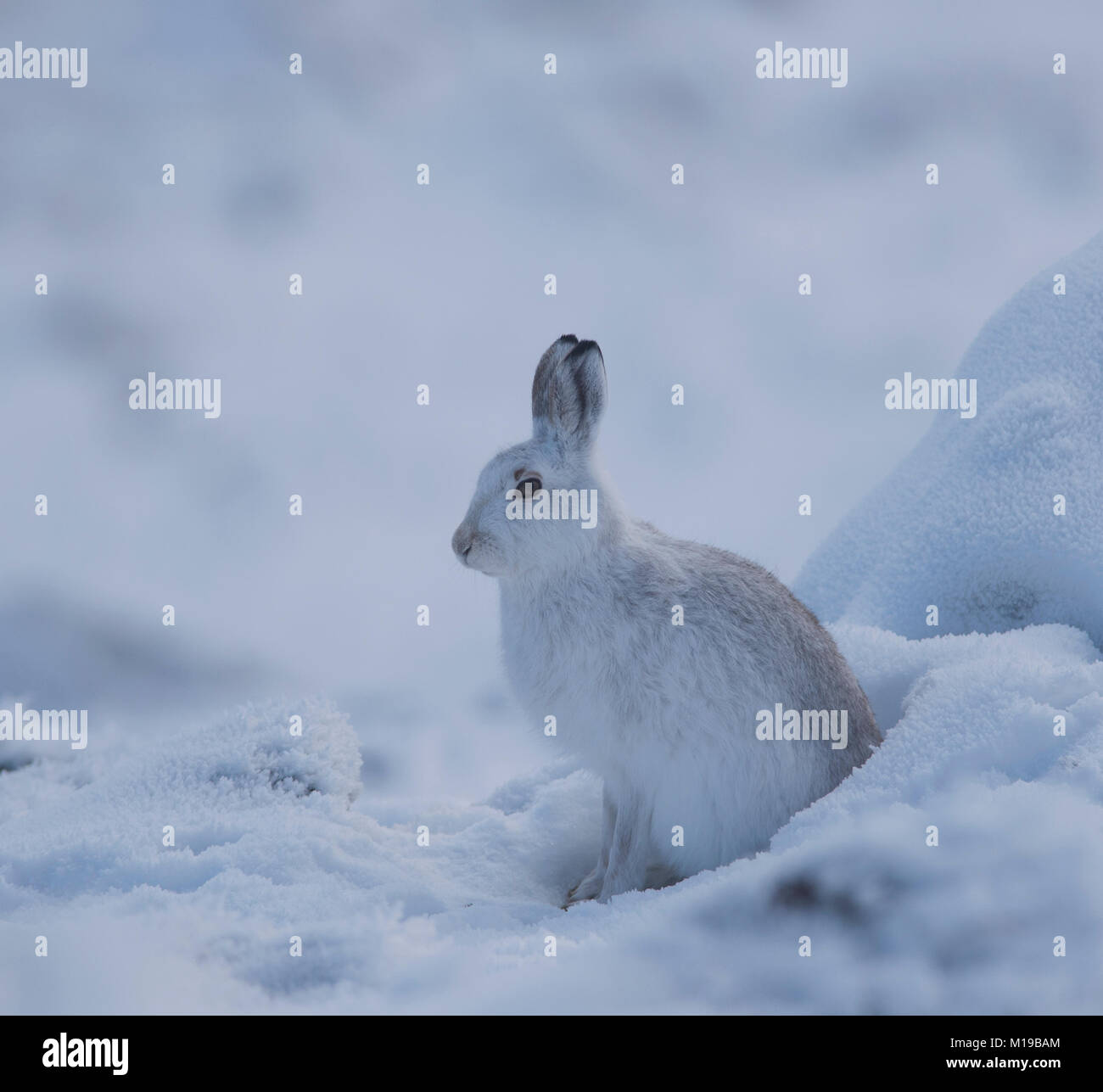 Schneehase Lepus timidus im Winter weißen Mantel im Schnee auf einer schottischen Berge. Stockfoto