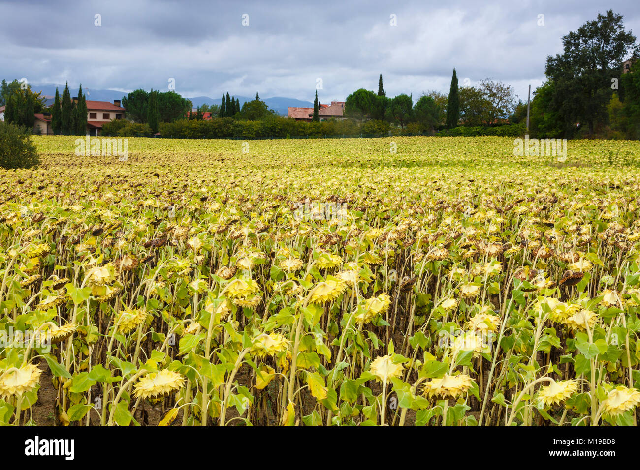 Sonnenblumen (Helianthus annuus) zuschneiden. Stockfoto