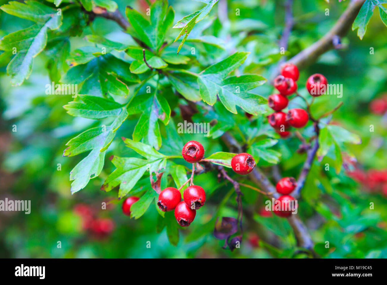 Common hawthorn (Rosa moschata). Stockfoto