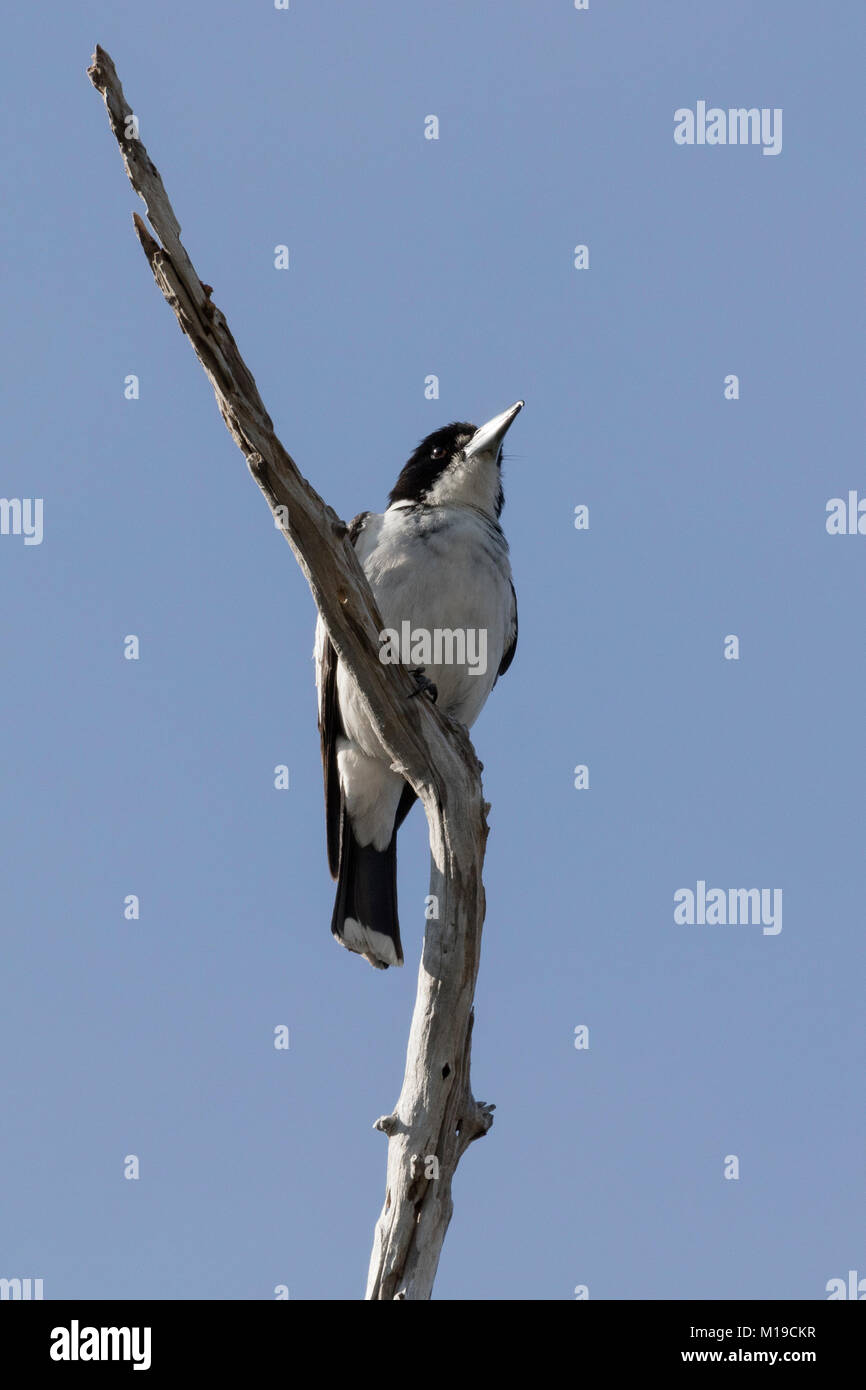 Ein graues Butcherbird (Cracticus torquatus) in einem Baum in einem lokalen Park in einem Vorort von Perth, Western Australia Stockfoto