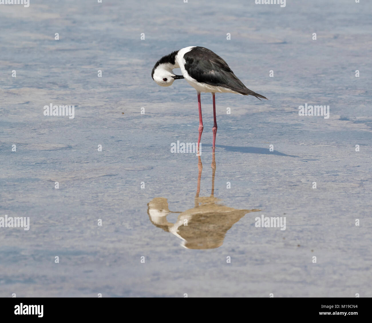 Ein Schwarz geflügelte Stelzenläufer (Himantopus himantopus) putzen am Rande einer Salzwasserlagune auf Rottnest Island, Perth, Western Australia Stockfoto