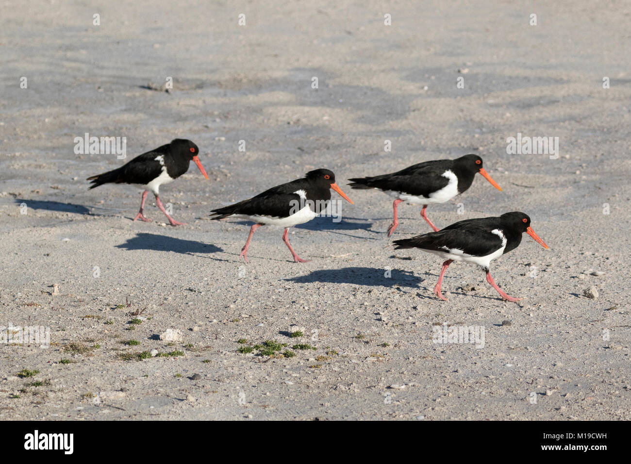 Australian Pied Austernfischer (Haematopus longirostris) Anzeige auf Rottnest Island, Perth, Western Australia Stockfoto