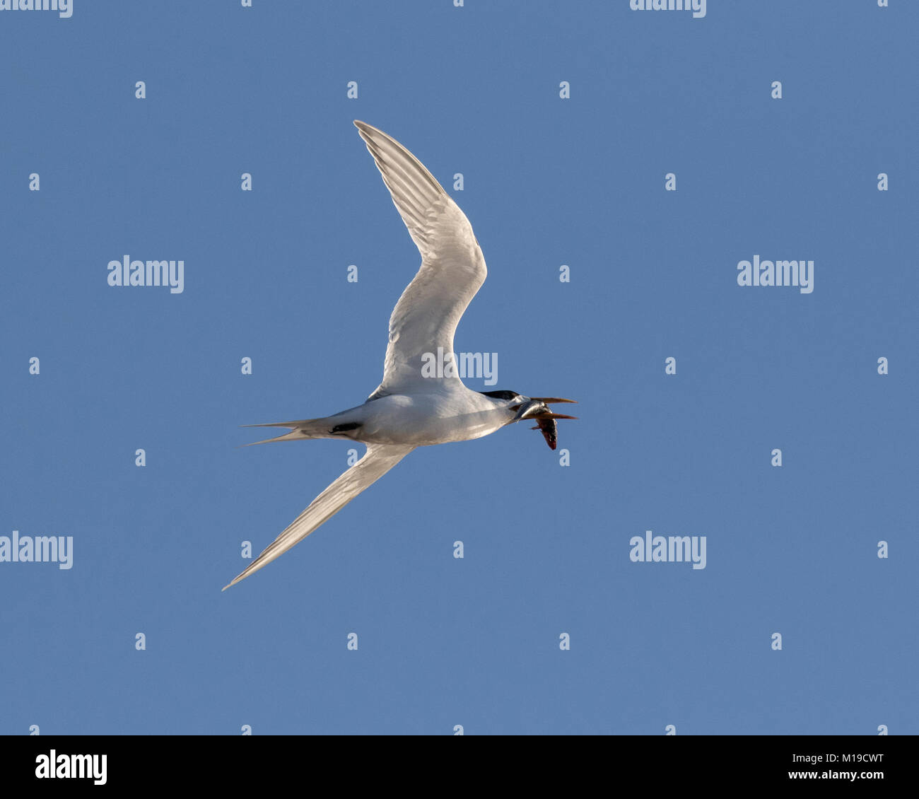 Ein Crested Tern (Thalasseus bergii) im Flug mit einem Fisch im Schnabel wieder auf, ein Nest oder Partner auf Rottnest Island, Western Australia Stockfoto