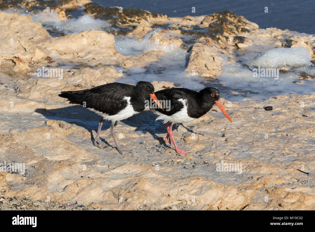 Australian Pied Austernfischer (Haematopus longirostris) Anzeige auf Rottnest Island, Perth, Western Australia Stockfoto