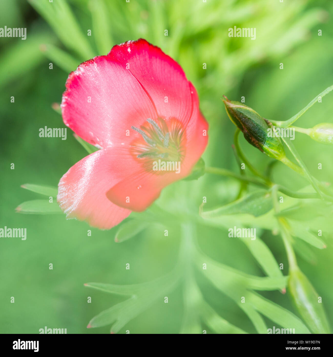 Eine Makroaufnahme eines hübschen rosa lila Flieder. Stockfoto