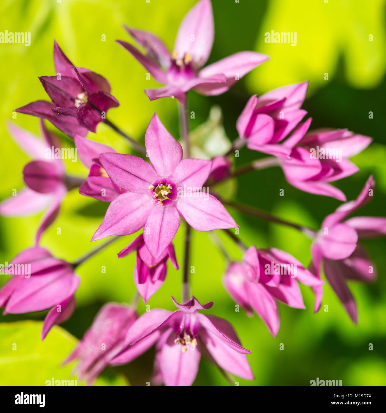 Eine Makroaufnahme einer Rosa Lila Flieder. Stockfoto