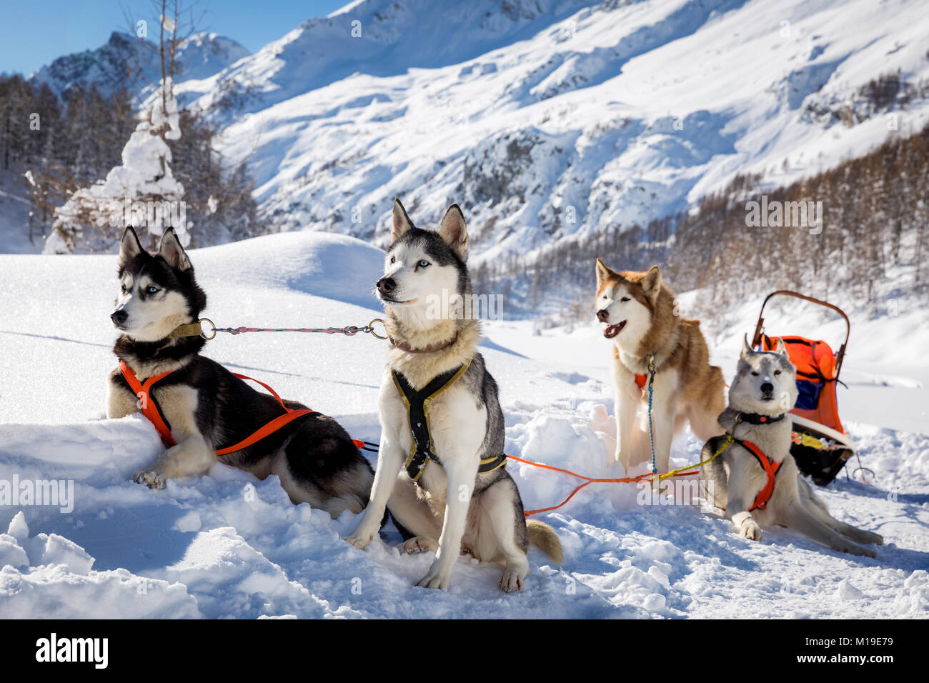 Sibirische Husky-Schlittenhunde, Breuil-Cervinia, Aostatal, Italien Stockfoto