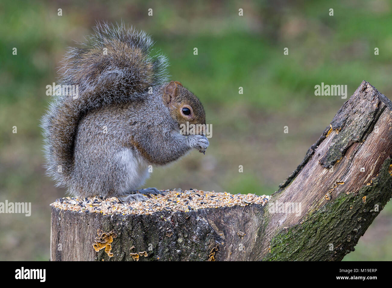 Graue Eichhörnchen (Sciurus carolinensis) Fütterung mit Vogelfutter an einem in Warnham Wildlife Reserve Horsham West Sussex UK verstecken. Fütterung auf Samen auf Baumstumpf Stockfoto