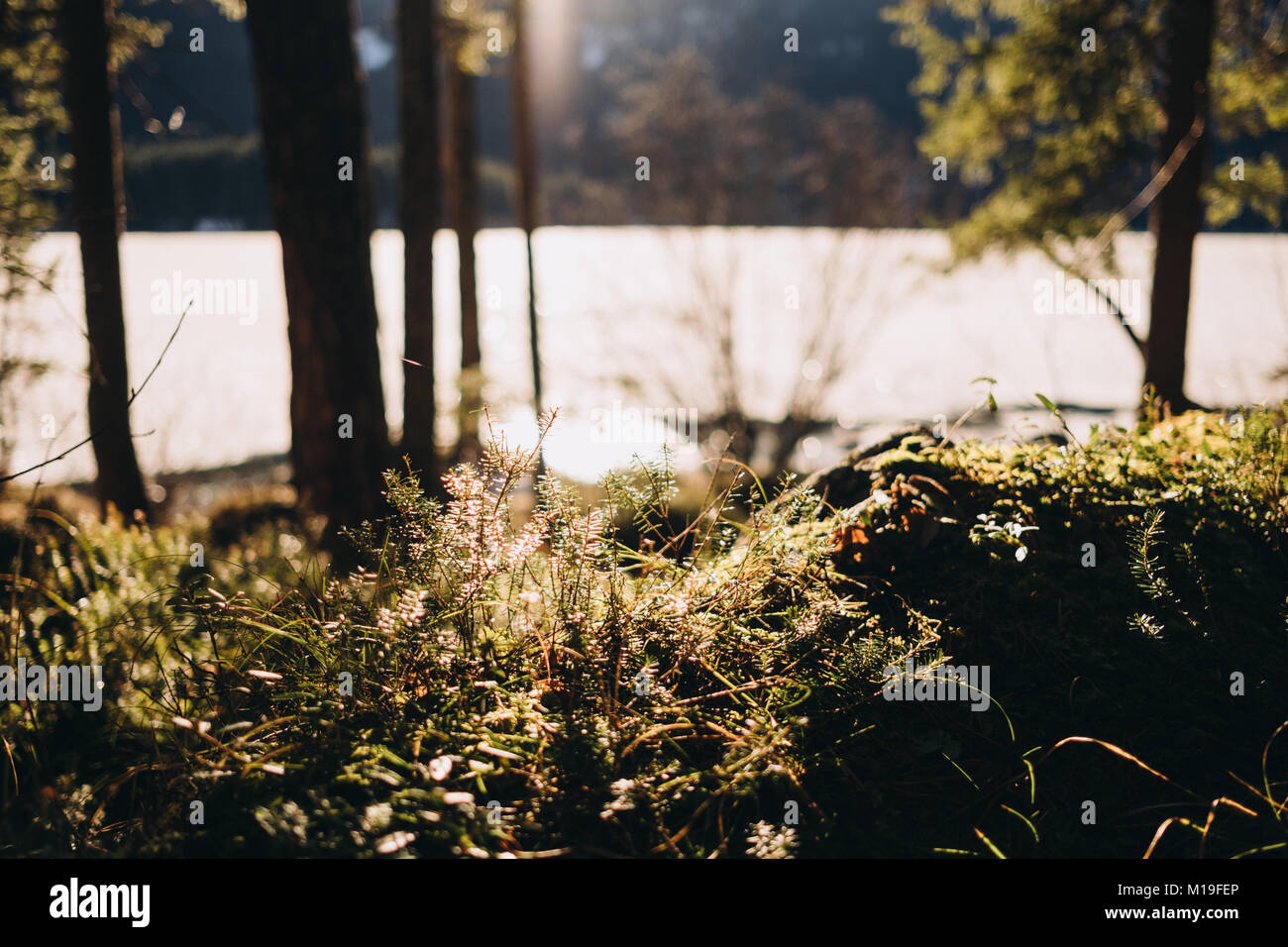 Wald am Eibsee im Winter, Grainau, Oberbayern, Deutschland. Stockfoto