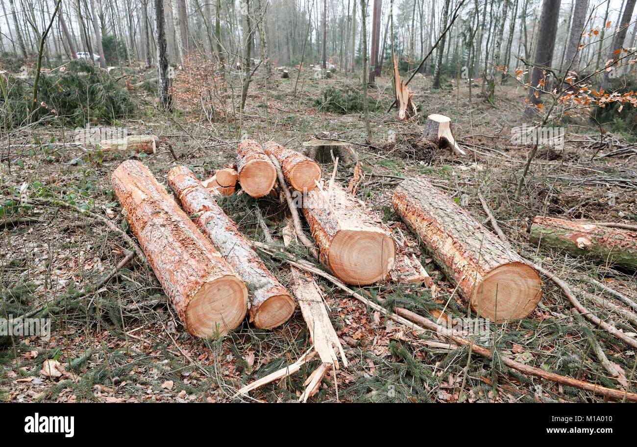 Freiberg, Deutschland. 26 Jan, 2018. Holz kann im Wald Zellwald in der Nähe  von Freiberg, Deutschland, 26. Januar 2018 gesehen werden. Die stürme  "herwart" und "Friederike" ruiniert haben, erhebliche Schäden in der