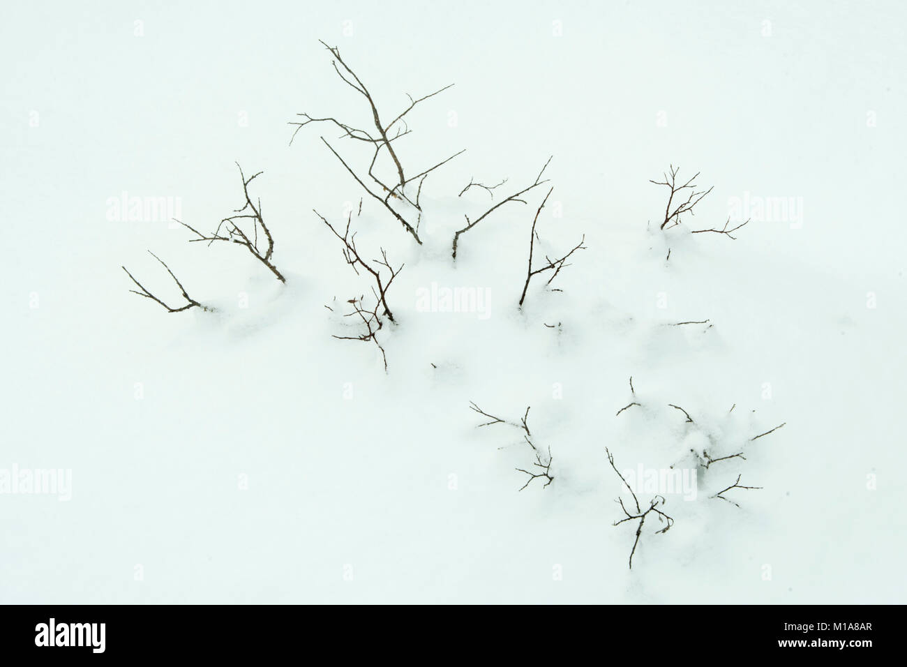 Schneebedeckten Zweigen, Friedhof, Wohnungen, Banff National Park, der Kanadischen Rockies, Alberta, Kanada, winter Stockfoto