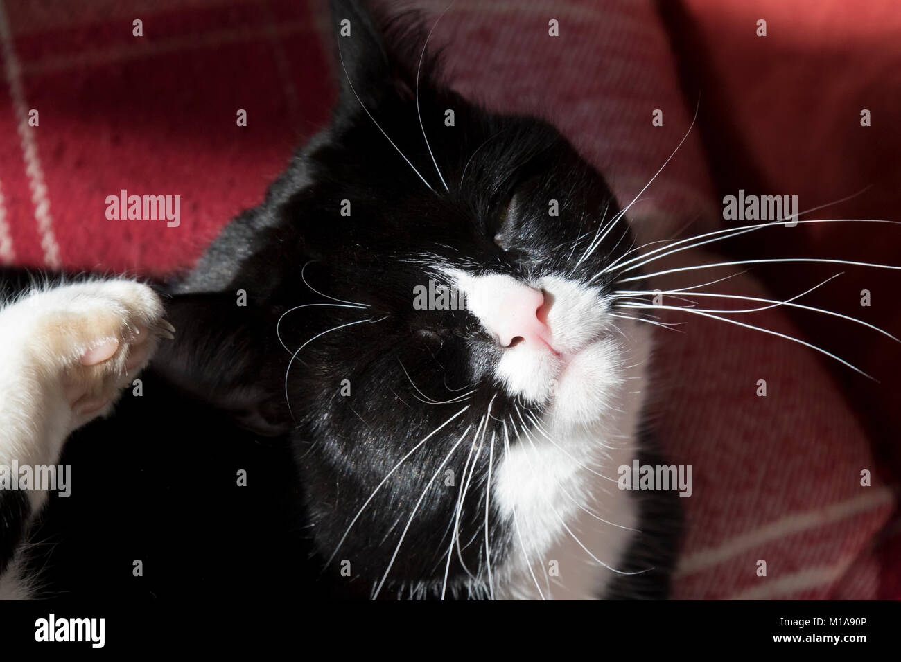 Wie Gewöhne Ich Meiner Katze Das Kratzen An Möbeln Ab Ear scratching -Fotos und -Bildmaterial in hoher Auflösung – Alamy