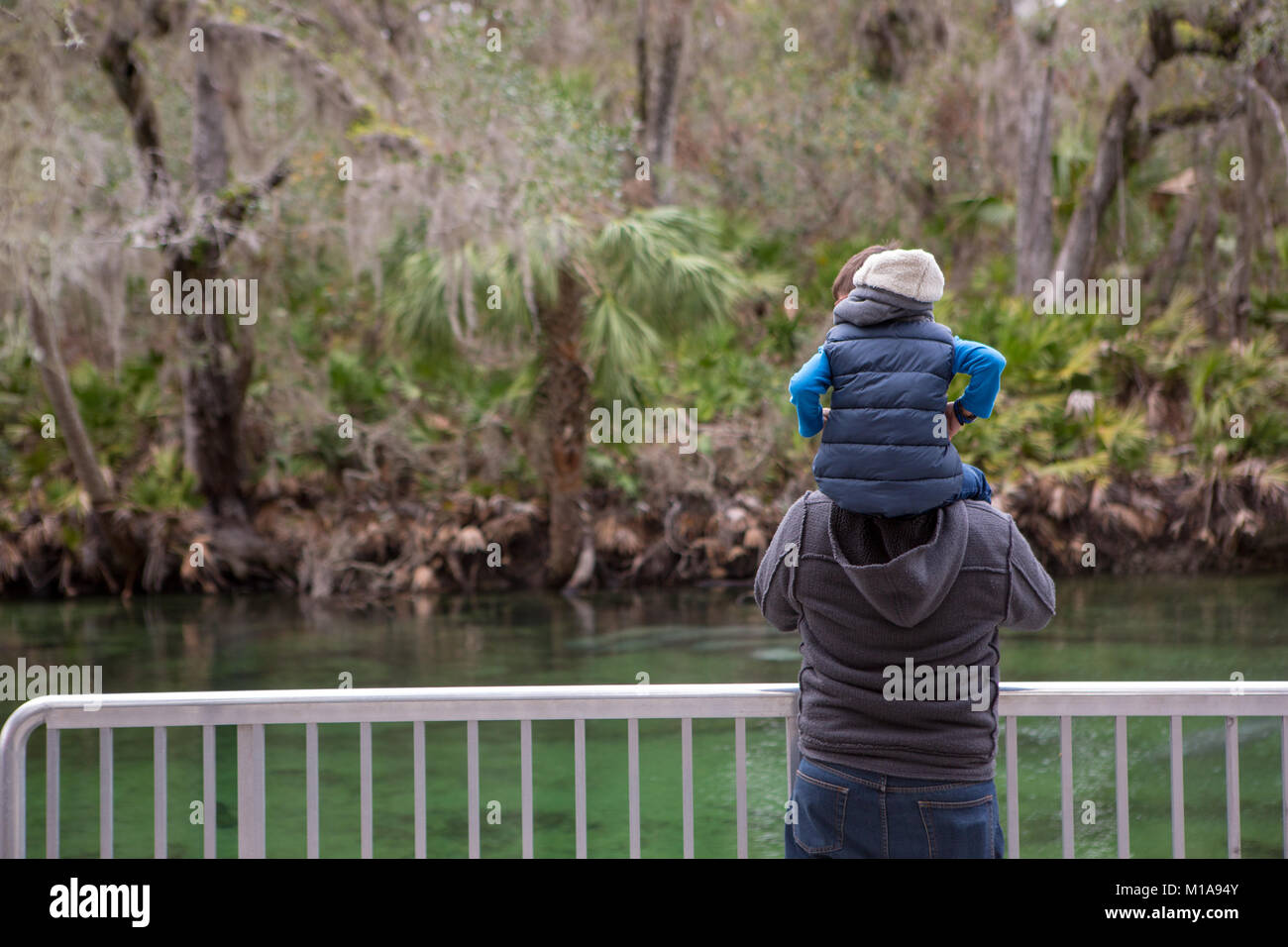 Vater und Sohn zusehen, wie Seekühe Unordnung im Frühjahr für Wärme an einem kalten Tag im Blue Springs State Park, Orange City, Florida Stockfoto