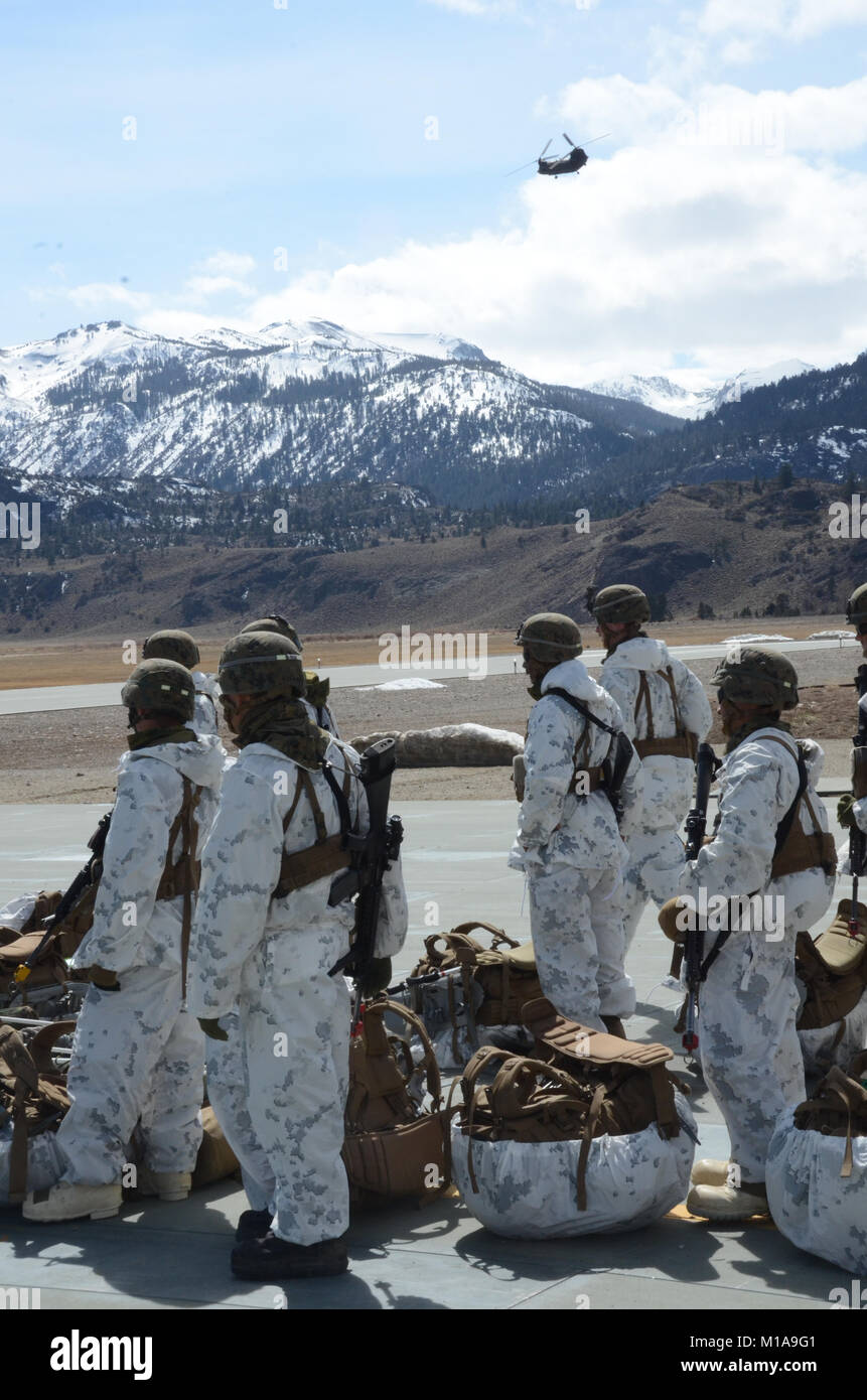 Kalifornien Army National Guard Bravo Co. 1-126. Aviation Regiment, Delta-Schoner, Sitz in Stockton, flogen zwei ihrer CH-47 Chinook der Marines Mountain Warfare Training Center in Bridgeport, Kalifornien, hoch in den Bergen der Sierra, 28. März 2014, Hawaii-basierten 3. Bataillon, 3. Marines Höhenlage Trainings unterstützen. Mehr als 600 schneebedeckten Marines bis an die Zähne bewaffnet und verpackt für einen längeren Aufenthalt im Schnee, die Bedingungen für ihre Landezonen in mehrere Einschübe geflogen wurden. Während der Operation Utah Army National Guard 1-211th Angriff Reconnaissance Battalion Stockfoto