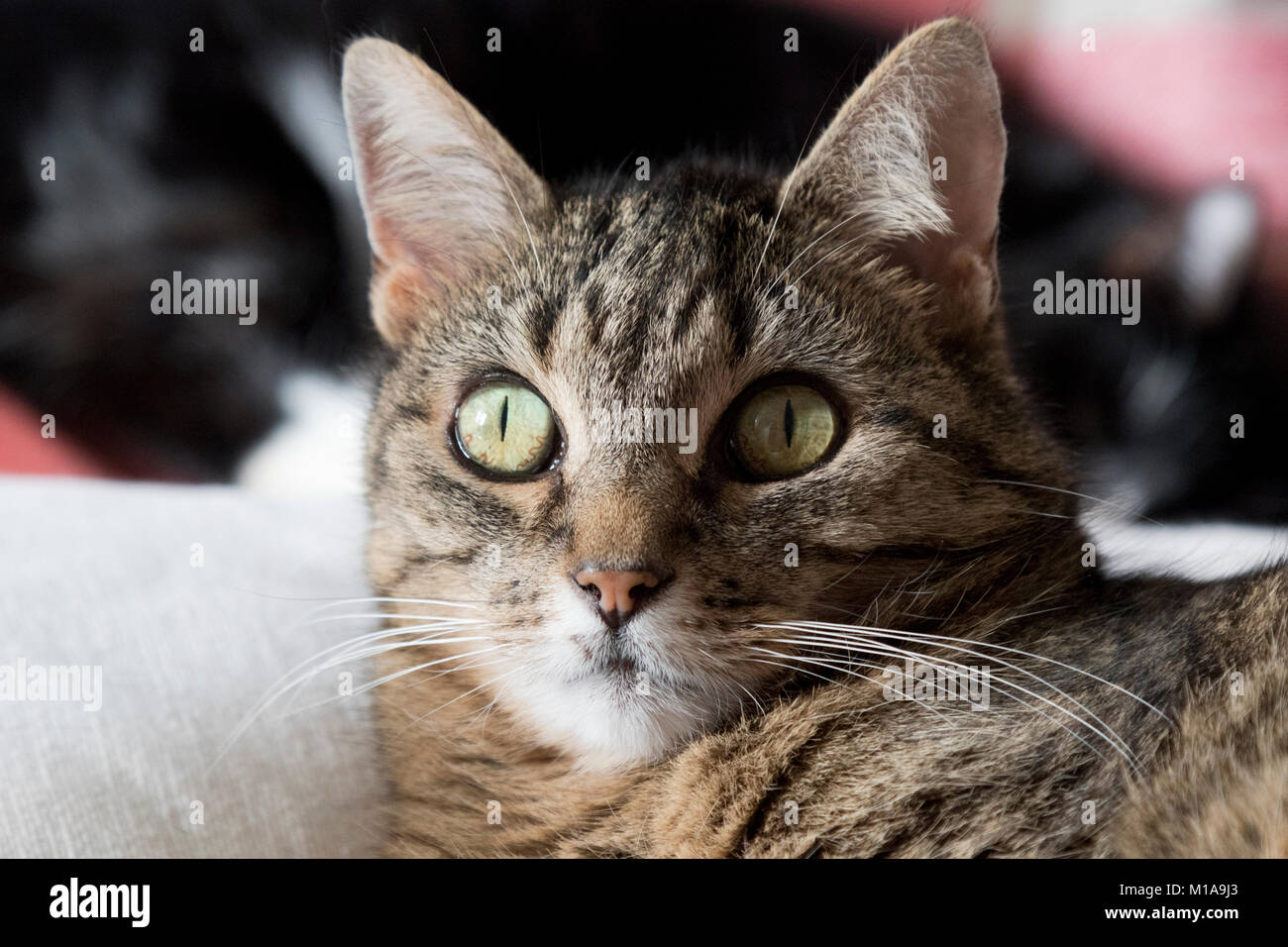 Tabby Katze mit gespitzten Ohren Stockfoto