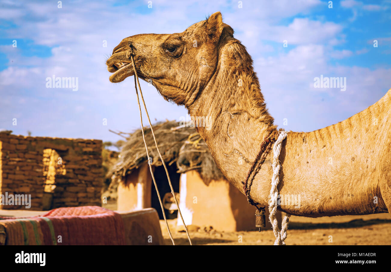 Indisches kamel Nahaufnahme Schuß an einem ländlichen Dorf in der Nähe der Wüste Thar Jaisalmer, Rajasthan. Stockfoto